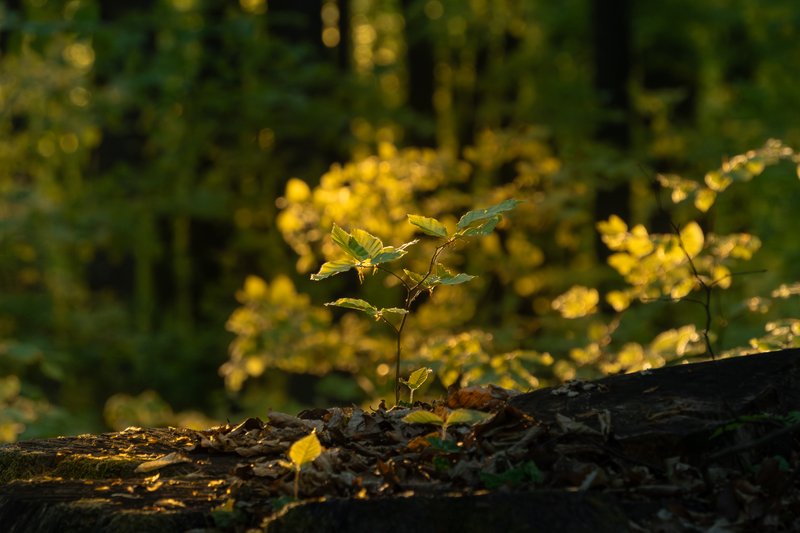 自然 · 树叶 · 树木 5688x3792 #d8wxlj