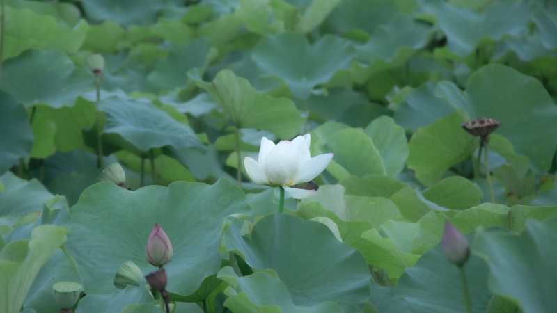 自然 · 树叶 · 摄影 4667x2626 #e86mdl